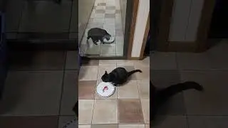 68th opposite side of door cat feeding attempt (Supplemental) May 5, 2024