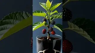 Dwarf Mulberry Growing Time-lapse 🍇 | From Seed to Harvest in Seconds! #shortsfeed #shortsviral