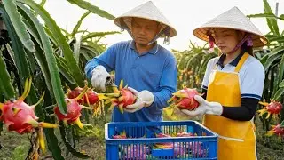 Inside a Modern Dragon Fruit Factory : (Full Process) How it's Made #dragonfruit 