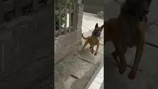 You must see to the end #dogs #dog #dogshorts