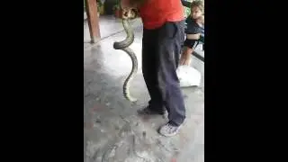 Mordida de maja . Cuba