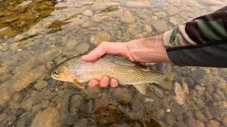 Chasing cutthroat on the fly in western Montana (Day 1)