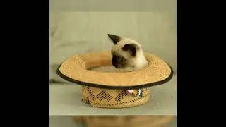 A siamese cat is inside a straw hat on the sofa.