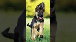 Animals Baby Cute Grow Up - Animals Transformation - TUN TUN Growing Up