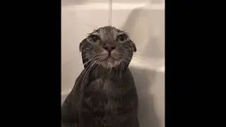 weathergirl but its sung by a cat