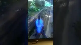 Fortnite- Wasps Vs Raptor