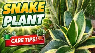 Snake Plant Care for Healthy Growth 🪴#nature #gardening #viralvideo #grih_shobha