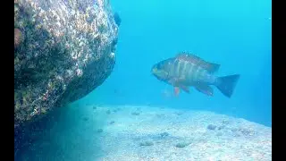 Swimming With Cichlids - Across the Rocks - Mvuna Island