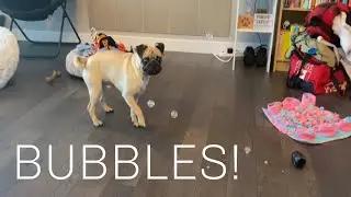 Pug Reacts to Dog Friendly Bubbles
