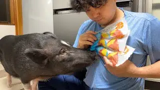ブタの便秘にはイモが良いってよ