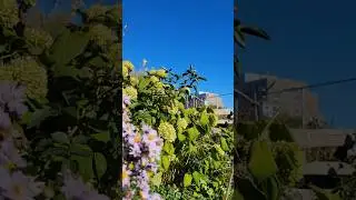 Perth Dupont community garden (Westend Toronto)