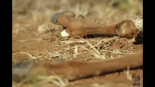 Wildlife Documentary || Man in Wild - 2016 || Hindi