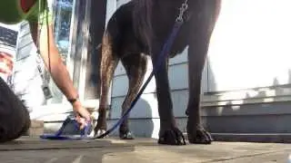Clicker Training: Rear Paw Lifting -- Step 3