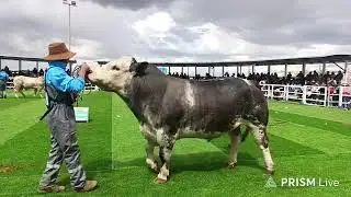 Juzgamiento de toros engordado - Expo Reyes internacional 2026 Espinar Cusco Perú. #Exporeyes