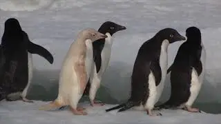 Adelie Penguins in Antarctica (2014)