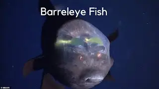 Rare Barreleye Fish with Translucent Head Exposes its Glowing Green Eyes
