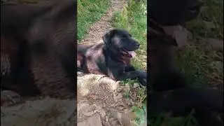 khoobiya hi reh gyi ab mujh mai😁🤭#pawsitivepals #dog #viral #funny #comedy #trending #cutebaby