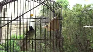 PAPA CAPIM TUI-TUI GREGO