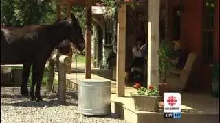 Homemade Saloon | CBC