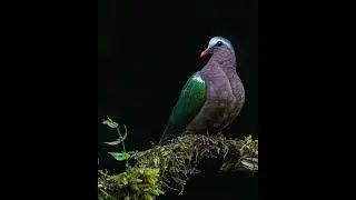 Emerald Dove!
