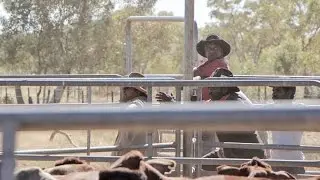 Low stress stock handling workshop at Lamboo Station in the Kimberley
