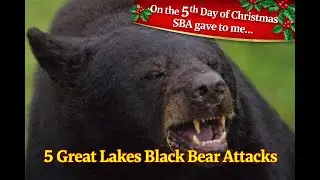 Scary Bear Attacks: When Great Lakes Black Bears Attacked Humans