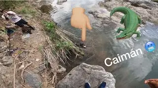 Encontramos nido de Caim&aacute;n/Caimanes en Puerto Rico🇵🇷/Capturamos Caimanes beb&eacute;s/Caim&aacute;n molesto🐊🥶
