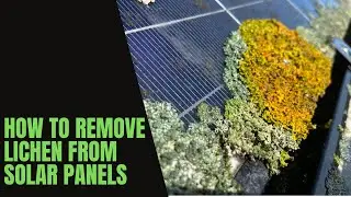 Bird Droppings & Lichen: How To Remove From Solar Panels