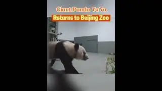 Giant panda Ya Ya returns to Beijing Zoo #china #panda #national #animal #fyp