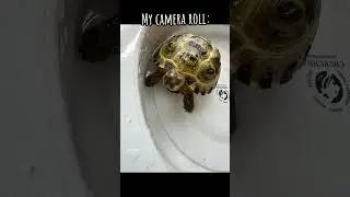 Tortoise pictures! You can never have too many 📸 #tortoise #cutepets #cutetortoise