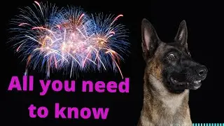 How to prepare your dogs for fireworks, give this a try.