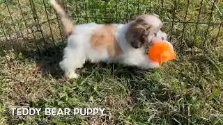 Teddy Bear Puppy   SD 480p