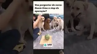 #cachorro #dvinvest #dog #visaodemercado #semstoploss #pets #entertainment #funny