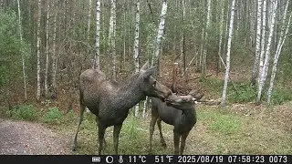 Лосі прийшли до солонця | The moose came to the salt🫎