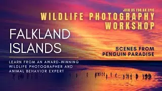 Falkland Islands Wildlife Photography Workshop