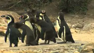 Scientists look into why penguins waddle