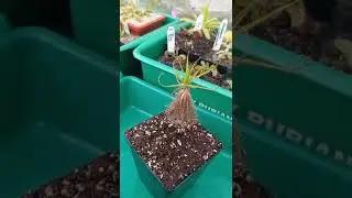 Roridula Gorgonias | Andy Rubiano&trade;