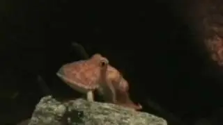 Henry the Hexapus 1