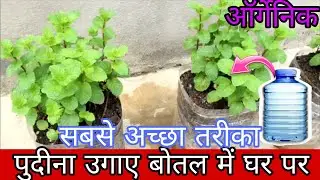 Pudina ugaye bottle me ghar par | Pudina kaise ugaye | Mint farming पुदीना उगनेका तरीका ऑर्गेनिक