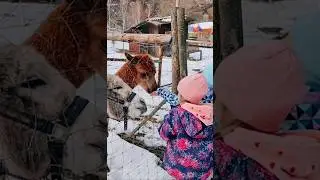 Love is teaching your children respect, kindness, and compassion for animals! #animals #animal #kids