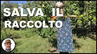 CD, specchi, spaventapasseri, i migliori metodi contro gli uccelli ( बिजूका )