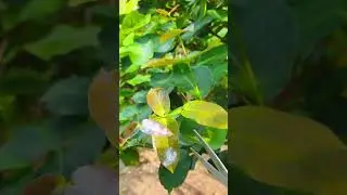 Peuning tunas air agar pohon jambu tetap pendek 