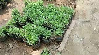 Flower market at H9/3 Islamabad Pakistan / Цветочный рынок в секторе Н 9/3 Исламабад Пакистан