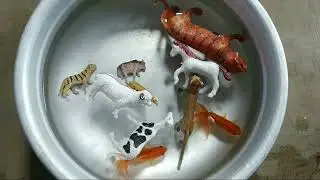 Small Fish Reaction/Pranking Real Tiny Fish Using Fake Animal Toys