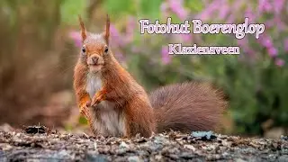 Fotohut Boerenglop (Klazienaveen).