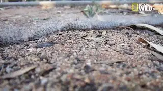 Rare ! Cocon gigantesque de chenilles processionnaires