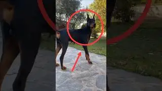 3 Golden Rules for Doberman Pinscher #doberman #dogtraining #dog