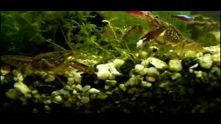 Procambarus Fallax