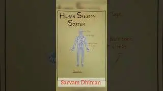 Human Skeletal system with earbuds||#humanskeletalsystem #skeleton #skeletonsystem #view