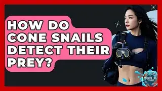 How Do Cone Snails Detect Their Prey? - The Marine Life Explorer
